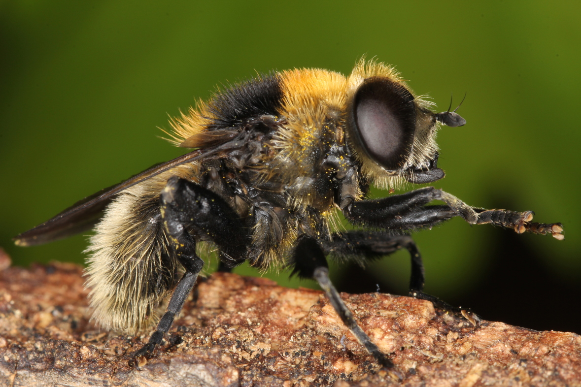Merodon equestris (Foto: Helge Heimburg)