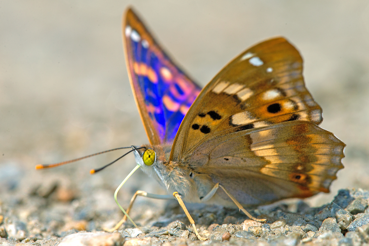 Apatura ilia; Kleiner Schillerfalter (Foto: Gernot Kunz)