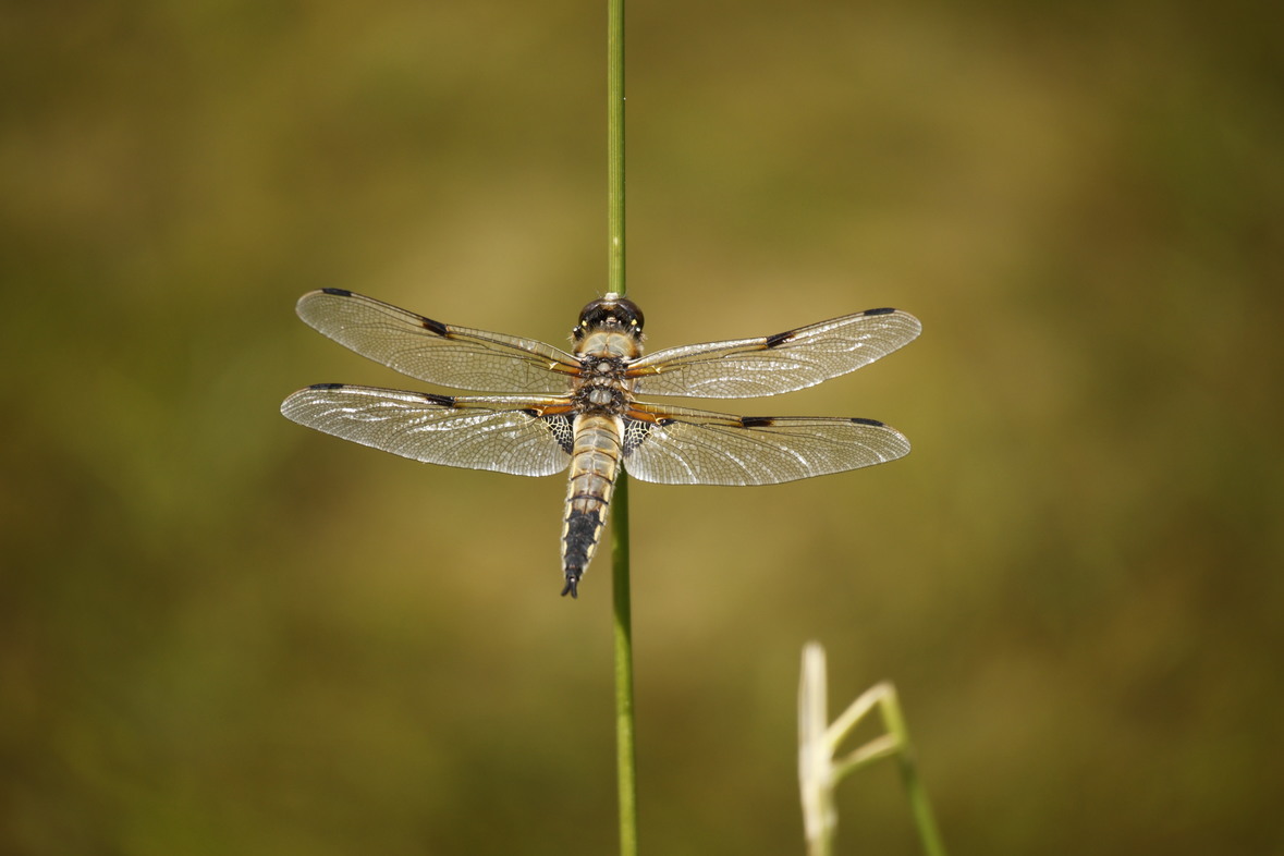 Libellula quadrimaculata (Foto: N. Walter-Minauf)