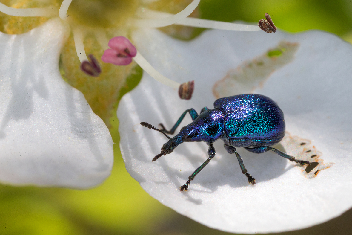 Byctiscus betulae; Rebenstecher, Zigarrenwickler(Foto: Gernot Kunz)