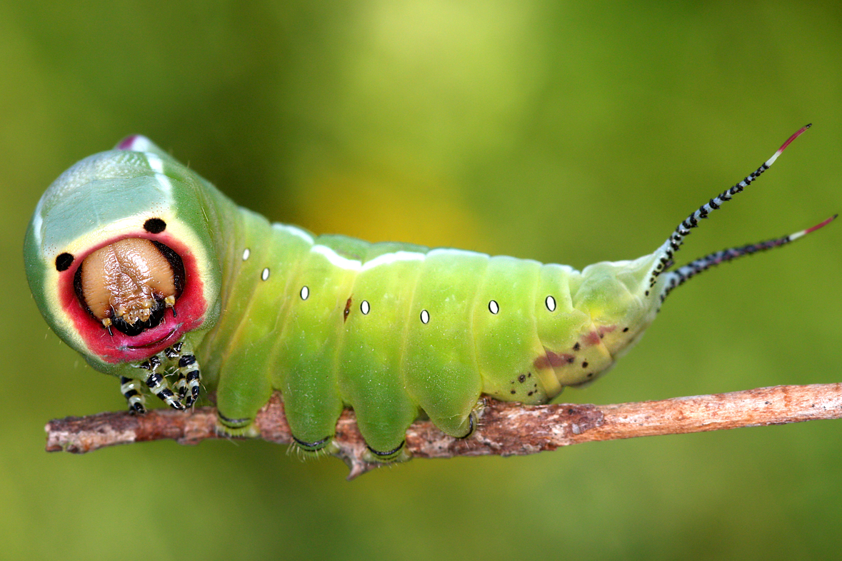 Cerura vinula; Großer Gebelschwanz (Foto: Gernot Kunz